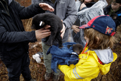 March 7, 2022:  Senator Lindsey Williams attends the Senate Game & Fisheries Committee 2022 Legislative Bear Research Trip. These photos were taken during a research trip under the supervision of trained wildlife experts. Members of the public should not encroach on bear territory or attempt to interact with bears or bear cubs on their own.