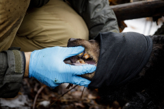 March 7, 2022:  Senator Lindsey Williams attends the Senate Game & Fisheries Committee 2022 Legislative Bear Research Trip. These photos were taken during a research trip under the supervision of trained wildlife experts. Members of the public should not encroach on bear territory or attempt to interact with bears or bear cubs on their own.