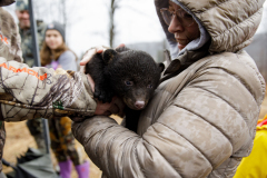 March 7, 2022:  Senator Lindsey Williams attends the Senate Game & Fisheries Committee 2022 Legislative Bear Research Trip. These photos were taken during a research trip under the supervision of trained wildlife experts. Members of the public should not encroach on bear territory or attempt to interact with bears or bear cubs on their own.