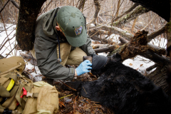 March 7, 2022:  Senator Lindsey Williams attends the Senate Game & Fisheries Committee 2022 Legislative Bear Research Trip. These photos were taken during a research trip under the supervision of trained wildlife experts. Members of the public should not encroach on bear territory or attempt to interact with bears or bear cubs on their own.
