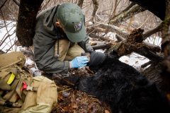 March 7, 2022:  Senator Lindsey Williams attends the Senate Game & Fisheries Committee 2022 Legislative Bear Research Trip. These photos were taken during a research trip under the supervision of trained wildlife experts. Members of the public should not encroach on bear territory or attempt to interact with bears or bear cubs on their own.