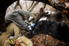March 7, 2022:  Senator Lindsey Williams attends the Senate Game & Fisheries Committee 2022 Legislative Bear Research Trip. These photos were taken during a research trip under the supervision of trained wildlife experts. Members of the public should not encroach on bear territory or attempt to interact with bears or bear cubs on their own.