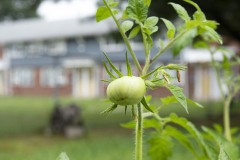 August 10, 2023: Sen. Lindsey Williams, joined by state Rep. Mandy Steele, toured several community gardens in her district yesterday.  Local volunteer Drew Jonczak explained the challenges facing urban agriculture efforts, including destructive wildlife, vandalism and an aging volunteer base.