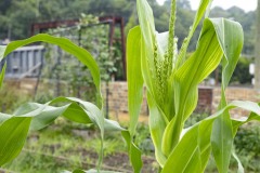 August 10, 2023: Sen. Lindsey Williams, joined by state Rep. Mandy Steele, toured several community gardens in her district yesterday.  Local volunteer Drew Jonczak explained the challenges facing urban agriculture efforts, including destructive wildlife, vandalism and an aging volunteer base.