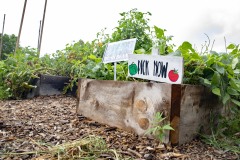 August 10, 2023: Sen. Lindsey Williams, joined by state Rep. Mandy Steele, toured several community gardens in her district yesterday.  Local volunteer Drew Jonczak explained the challenges facing urban agriculture efforts, including destructive wildlife, vandalism and an aging volunteer base.