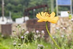 August 10, 2023: Sen. Lindsey Williams, joined by state Rep. Mandy Steele, toured several community gardens in her district yesterday.  Local volunteer Drew Jonczak explained the challenges facing urban agriculture efforts, including destructive wildlife, vandalism and an aging volunteer base.