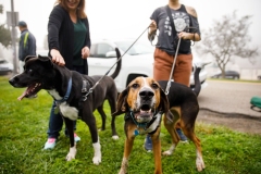 Dogs and Democracy   September 17, 2022: Senator Lindsey Williams hosts a Dogs and Democracy Event. Participants brought their pups and met with Senator Williams to chat about Victoria’s Law (SB 234) and other animal welfare legislation.