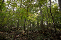 October 2, 2021: Senator Williams hosted a Nature Walk at the Latodami Nature Center in North Park for a conversation with the North Park Naturalists, and Allegheny County Park Rangers.