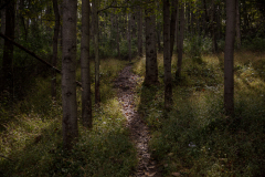 October 2, 2021: Senator Williams hosted a Nature Walk at the Latodami Nature Center in North Park for a conversation with the North Park Naturalists, and Allegheny County Park Rangers.