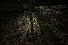 October 2, 2021: Senator Williams hosted a Nature Walk at the Latodami Nature Center in North Park for a conversation with the North Park Naturalists, and Allegheny County Park Rangers.