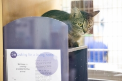 May 30, 2019: Senator Lindsey Williams hosts Pets for Vets Roundtable in Pittsburgh. The program pairs shelter animals with veterans -- both of which often have seen and unseen scars. The veteran saves the animal and welcomes them into a loving home. Pets for Vets is an incredible program that benefits both brave veterans and our furry friends.
