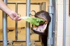 May 31, 2019: Senator Lindsey Williams visits the Pittsburgh Zoo and Aquarium.