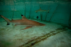 May 31, 2019: Senator Lindsey Williams visits the Pittsburgh Zoo and Aquarium.
