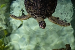 May 31, 2019: Senator Lindsey Williams visits the Pittsburgh Zoo and Aquarium.