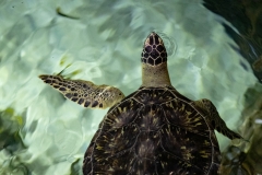 May 31, 2019: Senator Lindsey Williams visits the Pittsburgh Zoo and Aquarium.