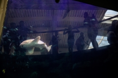 May 31, 2019: Senator Lindsey Williams visits the Pittsburgh Zoo and Aquarium.