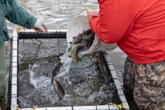 March 6, 2020: Senator Lindsey Williams joins the PA Fish and Boat Commission to stock Deer Creek with rainbow and golden trout.