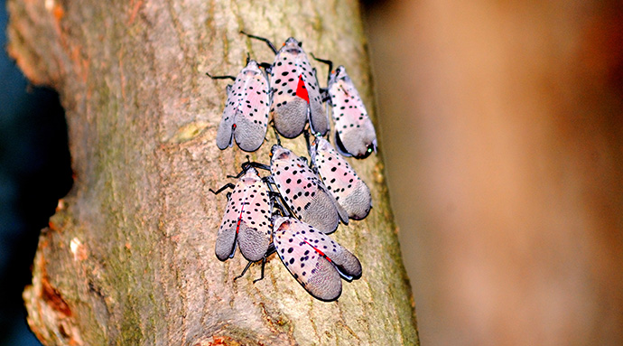 Spotted Lantern Fly