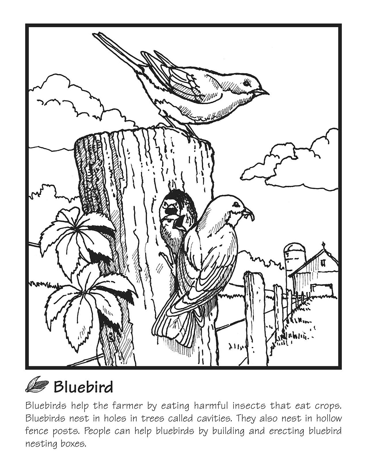 Bluebird