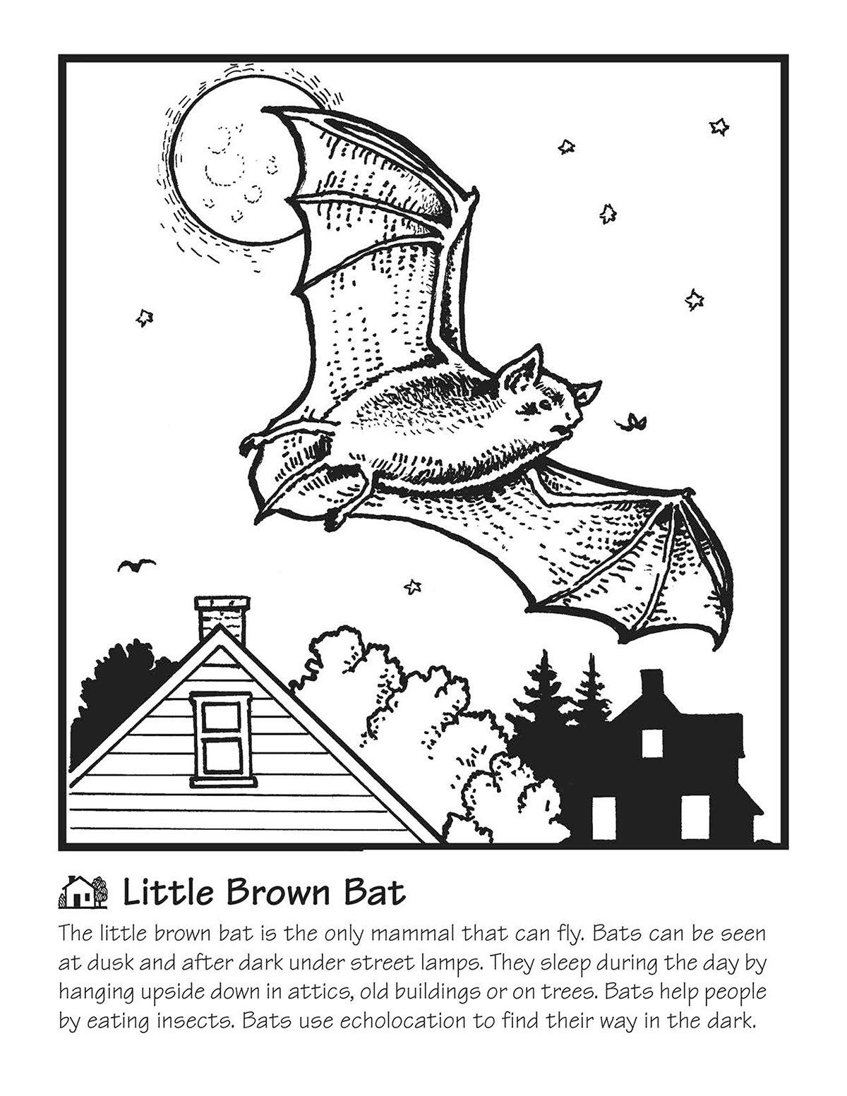 Little Brown Bat